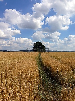 玉米,原野,云