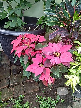 kastuba,一品紅,植物