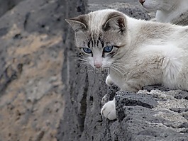 猫,暹,蓝色的眼睛