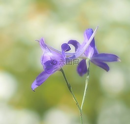 廠,性質(zhì),活