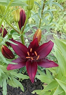 鮮花,百合,性質(zhì)