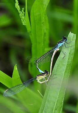 蜻蜓,昆蟲,配對