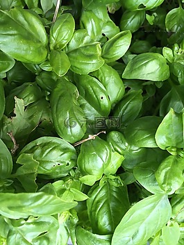 巴茲爾,草藥,綠色