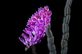 野生蘭花,蘭花,開花