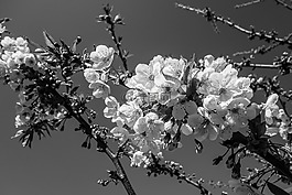 櫻花,花,開花