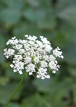 安妮女王的花邊,花,綠色
