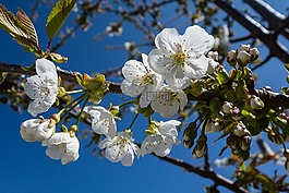 櫻花,花,開花