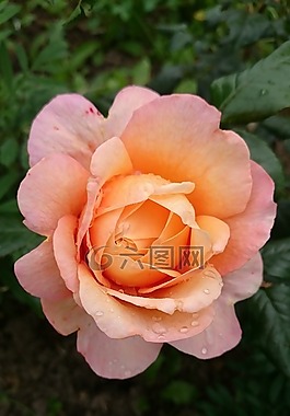鮮花,玫瑰,嬌嫩的花朵