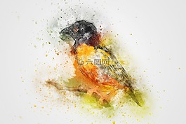 鳥,顏色,羽毛