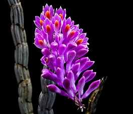 野生蘭花,蘭花,開花