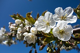 櫻花,花,開花