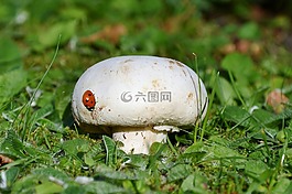 蘑菇,瓢蟲,草