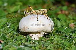 蘑菇,板球,草
