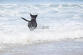 狗,海灘,波