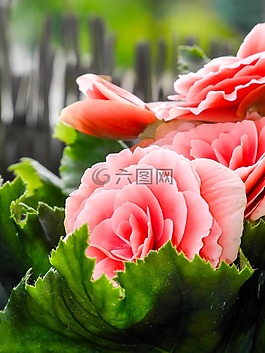 玫瑰,花園,花