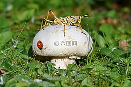 蘑菇,瓢蟲(chóng),板球