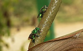 昆蟲(chóng),動(dòng)物界,野生動(dòng)物