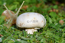 蘑菇,蝸牛,草