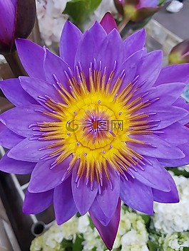 花卉,異國情調(diào),紫