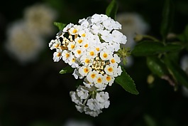 鮮花,白,黃色