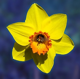 花,水仙,開花