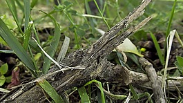 分支,性質(zhì),樹
