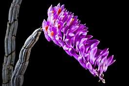 野生蘭花,蘭花,開花