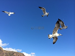 海鷗,海,空氣