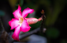 花,粉红色,植物