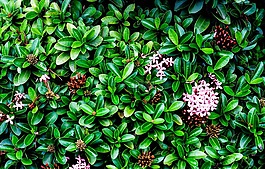 自然,植物,花
