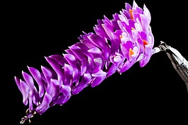 野生蘭花,蘭花,開花