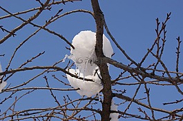 雪,冰,冬天