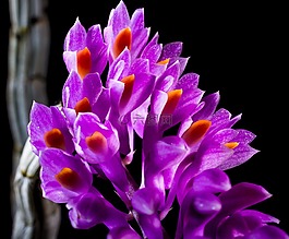 野生蘭花,蘭花,開花