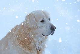 金毛獵犬,狗,甜