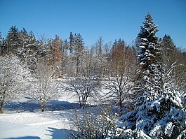 雪,森林,冬天