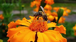 黃蜂,花,自然