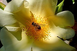 性質(zhì),花,廠