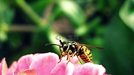 蜜蜂,花,昆蟲
