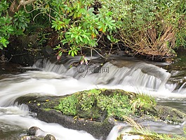 水,過獨(dú)身生活,性質(zhì)
