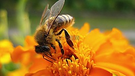 蜜蜂,花,自然