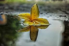 花,反思,自然