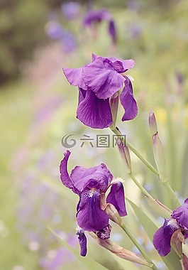 百合,虹膜,紫