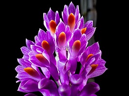 野生蘭花,蘭花,開花