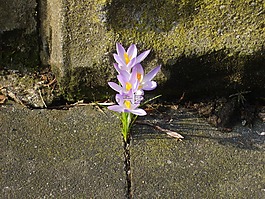 性質(zhì),藏紅花,花