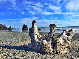 樹干,水,海灘