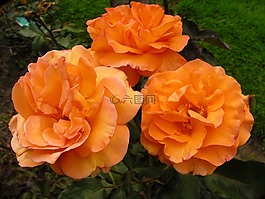 粉色,灌木,鮮花