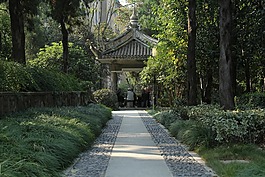 陽光,戶外,綠色