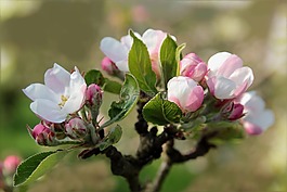 水果,開花,蘋果花