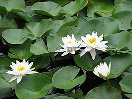 百合港口,池,濕地
