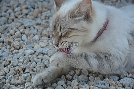 猫,卫生间聊天,头